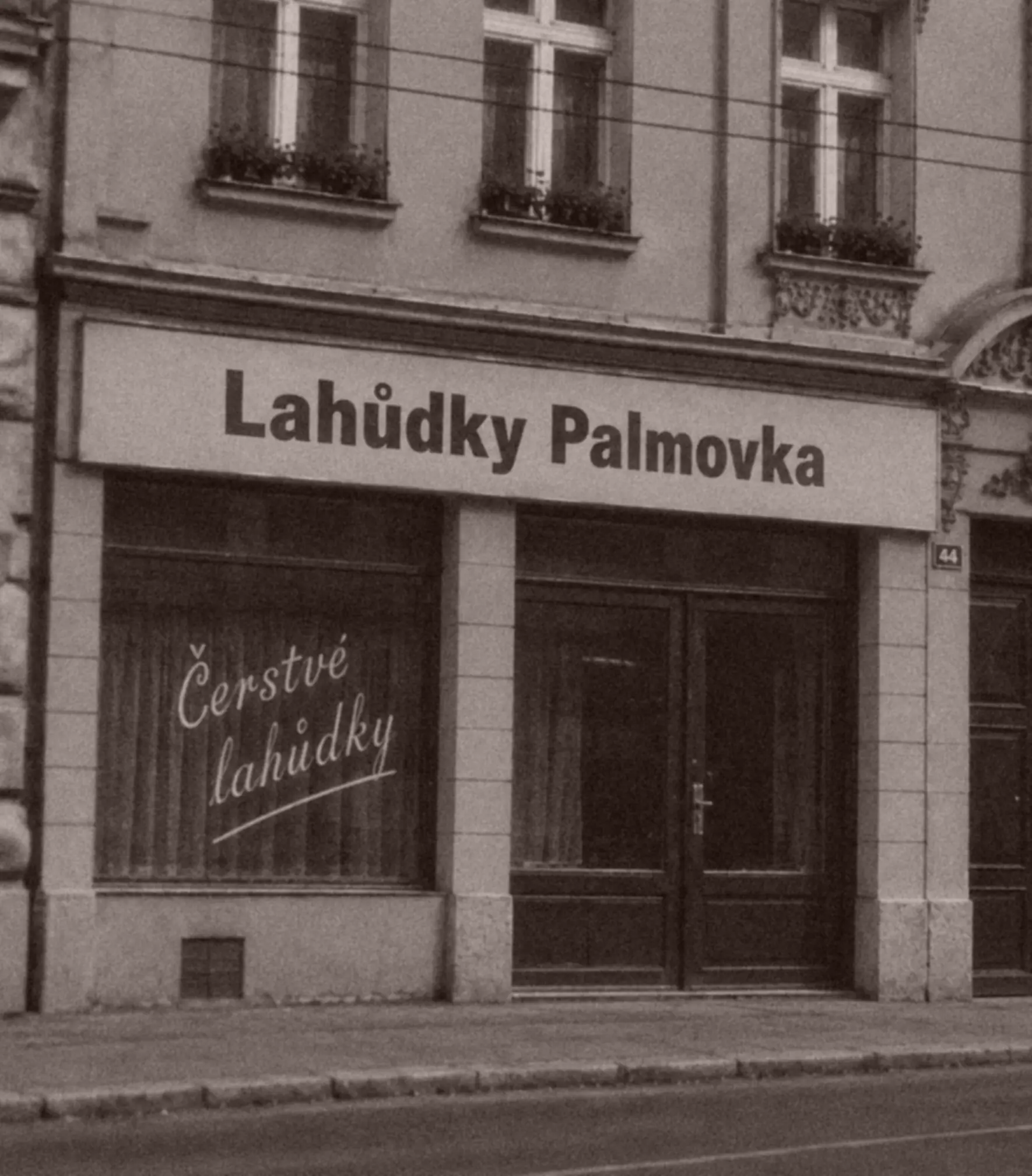 Palmovka Palma